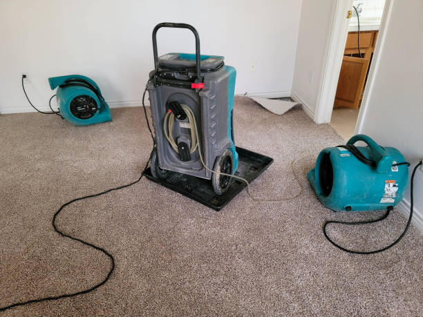 Best Mold removal after water damage  in Willcox, AZ